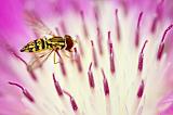 Bee Fly On A Flower_53788